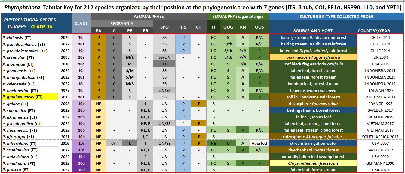    Phytophthora  spp. in subclade 10a:  Morphological Tabular key (PDF) and Tabular key legends (PDF) in IDphy2 KEY SECTION. Notice the data of   P. gondwanensis  Ex-type CBS 139336 . Gloria Abad, USDA Samp;T.
